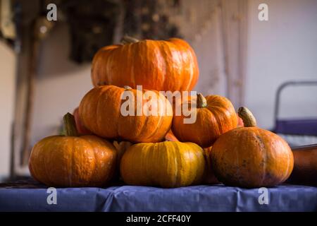 Collection of big and small shiny orange pumpkins with thick stalks arranged on table with violet tablecloth against blurred wall of apartment Stock Photo