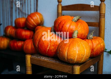 Large vibrant collection of ripe pumpkins arranged on rustic wooden chairs against blue wall Stock Photo