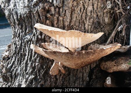 Around the UK - Bracket or Shelf Fungus on a tree at the back of the footpath. Stock Photo