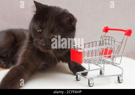 black cat with yellow eyes plays with a toy cart for shopping Stock Photo