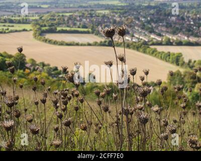 View towards Princes Risborough from Whiteleaf hill in the Chilterns, England, UK Stock Photo
