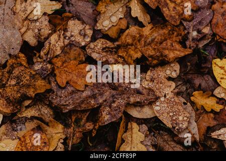 Closeup fallen leaves with droplets of water after rain in autumn forest on cloudy day Stock Photo