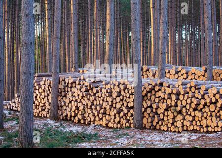 Wisconsin pine logs stacked in a row in November, horizontal Stock Photo