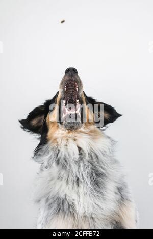 Adult mixed breed Bordernese or Border Collie Bernese Mountain Dog Mix catching flying snack against white background Stock Photo