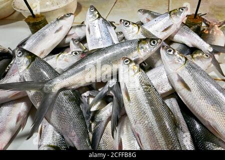 Isolated close-up of a heap of silver colored fresh bangus milk fish for sale at the Central Market in Iloilo City, Philippines Stock Photo