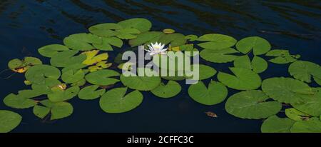 Nymphaea odorata Alba. Waterlily or lotus flower blooms in a pond or river. Close-up of a nymphea Marliacea Albida in a garden pond on the water surfa Stock Photo