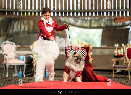 Lily Blathorn with Keisha the Keeshond dog, dressed as the White Rabbit and Queen of Hearts, during an Alice in Wonderland and Charlie and the Chocolate Factory themed Furbabies Dog Pageant at Jodhpurs Riding School in Tockwith, North Yorkshire. Stock Photo