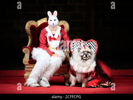 Lily Blathorn with Keisha the Keeshond dog, dressed as the White Rabbit and Queen of Hearts, during an Alice in Wonderland and Charlie and the Chocolate Factory themed Furbabies Dog Pageant at Jodhpurs Riding School in Tockwith, North Yorkshire. Stock Photo