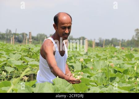 Asian farmer taking care of vegetable plants at an agricultural field, checking growth of plants and flowers Stock Photo