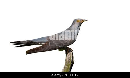 Common cuckoo sitting on branch with transparent background. Stock Photo