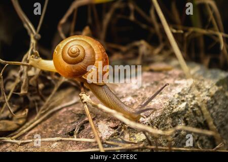 Snail - Close up Macro snail on dry leaf in the garden. Reptile Snail moving on dry leaves. Large white mollusk snails with brown striped shell, crawl Stock Photo