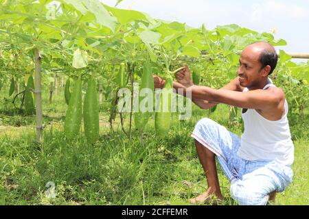 Asian farmer taking care of vegetable plants, holding and checking growth of bottle gourd at a farmland Stock Photo