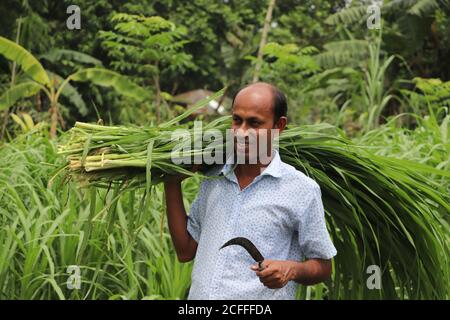 Smiling Asian farmer carrying fresh green grass on his shoulder for feeding cattle Stock Photo