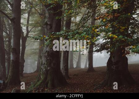 Tall trees with thick trunks and green and yellow leaves growing on slope of hill covered with dry fallen foliage in foggy park Stock Photo