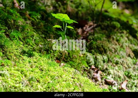 Young sycamore tree in the sunlight on a mossy forest floor. A sapling of Acer pseudoplatanus, a maple tree, native in Central Europe. Stock Photo