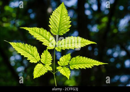 Plant stem with serrated leaves in the sunlight over dark forest background. Fern like plant flooded with light . Close-up, macro photo. Stock Photo