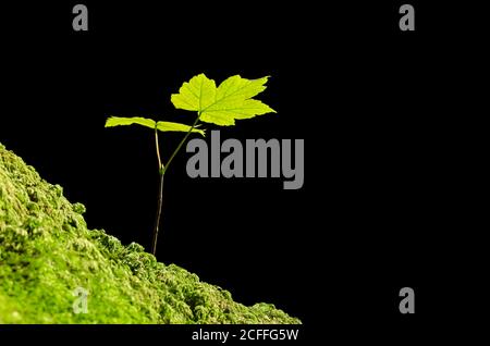 Sycamore sapling in the sunlight on a mossy forest floor. Acer pseudoplatanus, a young maple tree, native in Central Europe, growing on ground. Stock Photo