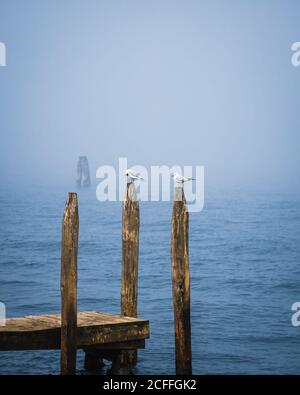 Black-headed gulls resting on poles Stock Photo