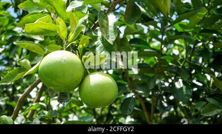 Close up of grapefruit on the tree in the morning Stock Photo