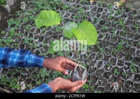 Close up hands of a parson holding seedling for plantation, green world concept Stock Photo
