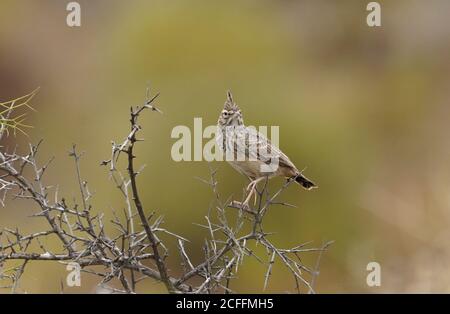 Thekla's lark, (Galerida theklae) perched on a dry branch, Andalucia, Spain. Stock Photo