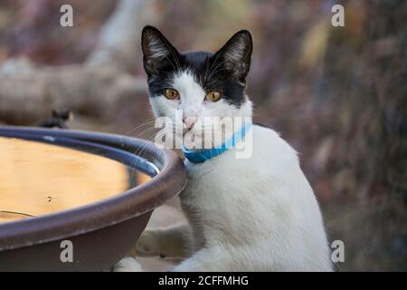Black and white cat drinking from a water bird bath. Spain. Stock Photo