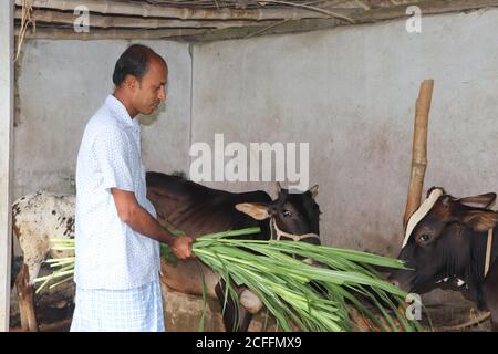 Asian farmer feeding cows with fresh green grass at a rural cattle farm Stock Photo