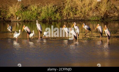 Flock of Yellow-Billed stork and african spoonbill at dawn in Kruger National park, South Africa ; Specie Mycteria ibis and Platalea alba Stock Photo