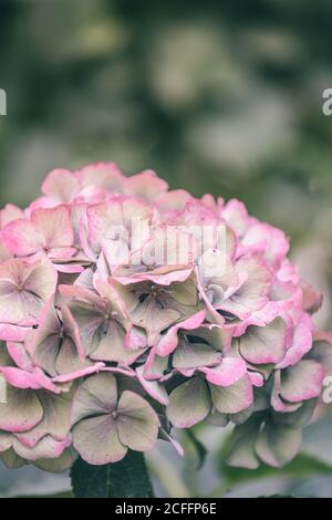 Background with withered Hortensia in front of geen leaves Stock Photo