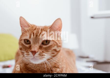 Tranquil ginger tabby domestic cat sitting on chair and looking at camera against white background Stock Photo