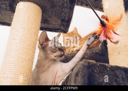 Gray Sphynx cat playing with hanging feather toy while ginger cat resting on condo nearby Stock Photo