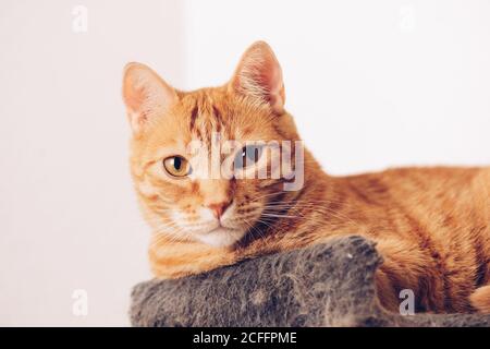 Tranquil ginger tabby domestic cat sitting on chair and looking at camera against white background