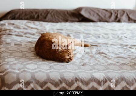 Cute fluffy tabby ginger cat sleeping peacefully on comfortable bed in bedroom Stock Photo