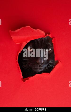 Serious black cat looking at camera unfriendly through hole torn in red paper sheet Stock Photo