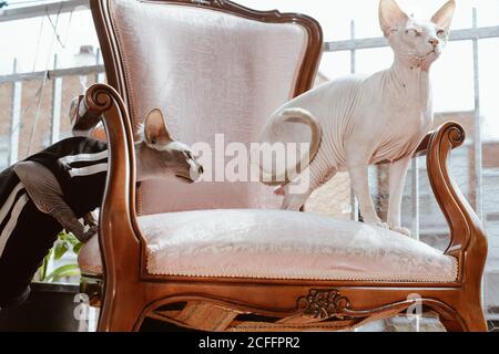 Gray Sphynx cat in black striped cloth sniffing white cat standing on chair on balcony Stock Photo