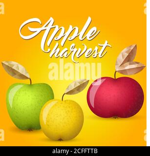 Three ripe apples - green, yellow and red - vector illustration. Colorful autumn apples with leaves. Stock Vector
