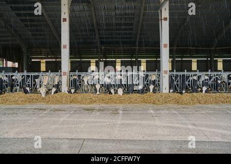 Interior of modern cow barn in farm Stock Photo