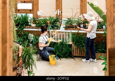 Full body adult Woman and elderly lady putting yellow label sticks into pots with plants while working in hothouse Stock Photo