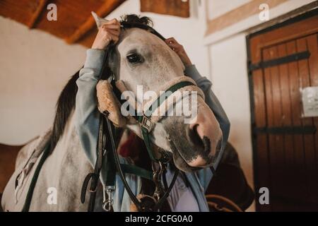 From below of white purebred horse in harness with people grooming before ride on ranch Stock Photo