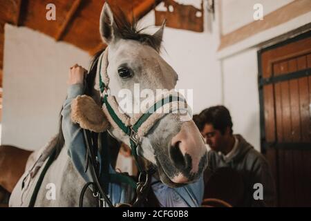 From below of white purebred horse in harness with people grooming before ride on ranch Stock Photo