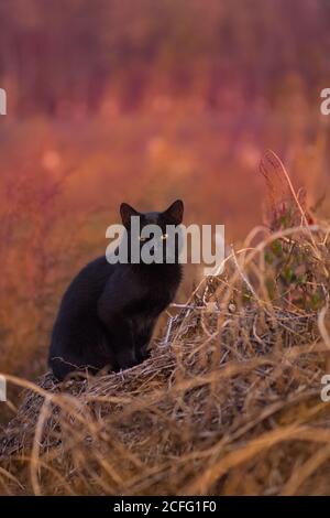 Funny cat in the autumn in red orange yellow autumn leaves. Funny kitten in yellow autumn leaves.