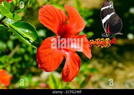 Zebra longwing butterfly Latin name Heliconius charitonius on a Rose of China flower Latin name rosa-sinensis Stock Photo