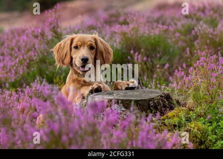 Brande Stock Photo