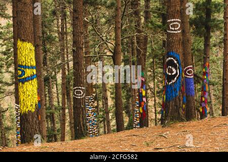 Oma forest in Kortezubi (Basque country, Spain). Artistic work of the painter Agustín Ibarrola in nature. Stock Photo