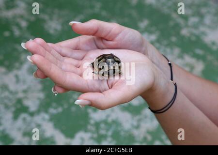 The little turtle is held in the palms Stock Photo