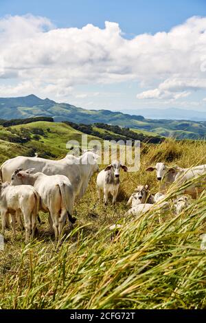 White cows and calves grazing in green grassy hills on cloudy day in Costa Rica Stock Photo