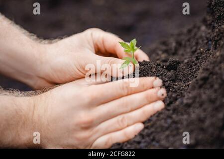 Man farmer hold hand Bush green marijuana. Cannabis plantation in sunlight Stock Photo