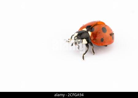 A seven spot ladybird (Coccinella septempunctata) posing under the studio lights Stock Photo