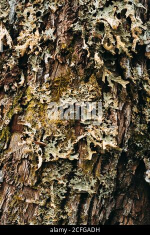 Old tree covered with withered gray lichen and green moss Stock Photo