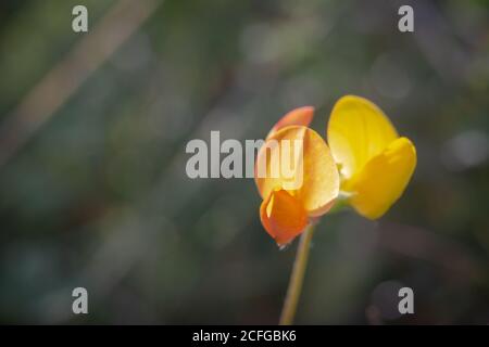 A single birds foot trefoil (Lotus corniculatus) grows up in a Sussex meadow Stock Photo